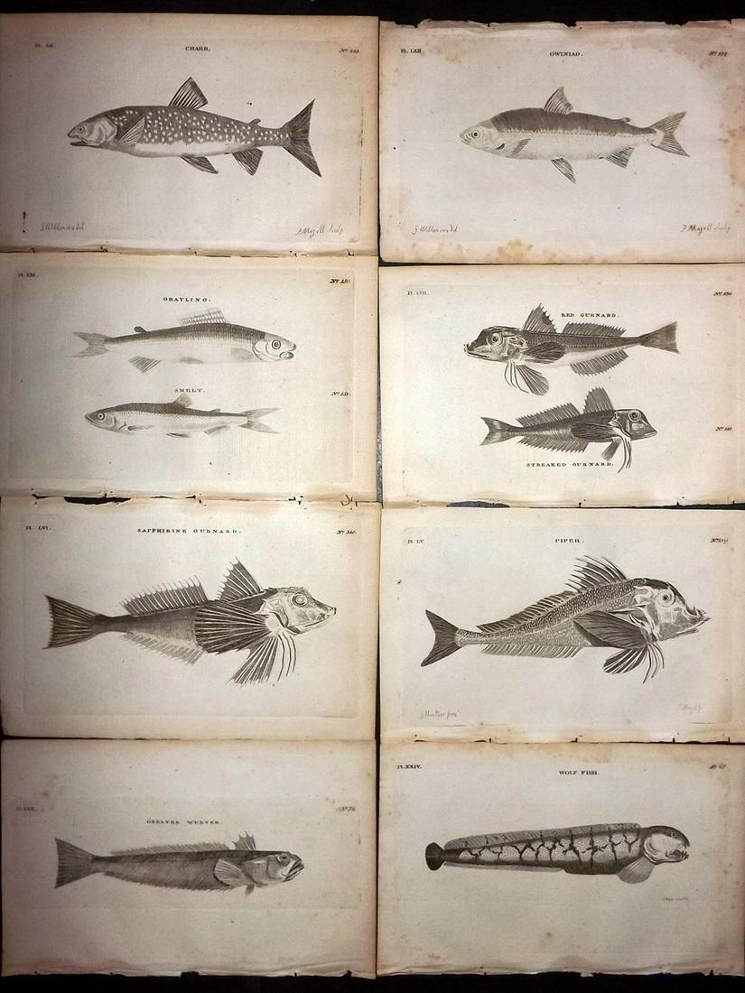 Pennant, Thomas 1776 Lot of 8 Antique Fish Prints: Copper Plates Published 1776-77, London for "British Zoology" by Thomas Pennant. Paper Size: 8 x 5 inch (20 x 13.5cm) Good Condition overall