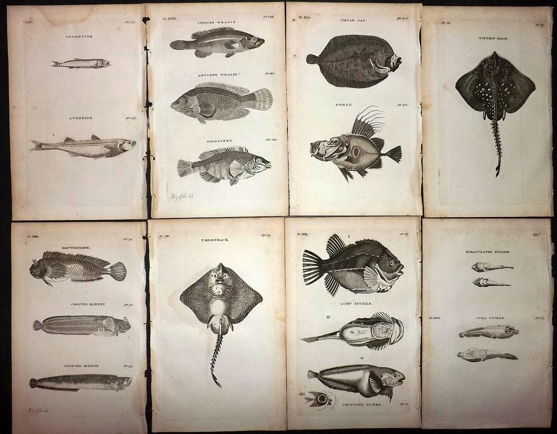 Pennant, Thomas 1776 Lot of 8 Antique Fish Prints: Copper Plates Published 1776-77, London for "British Zoology" by Thomas Pennant. Paper Size: 8 x 5 inch (20 x 13.5cm) Good Condition overall