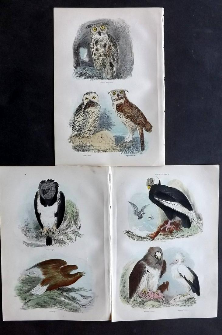 Cuvier, Baron 1886 Lot of 3 HC Bird Prints. Owls etc (1 of 2)