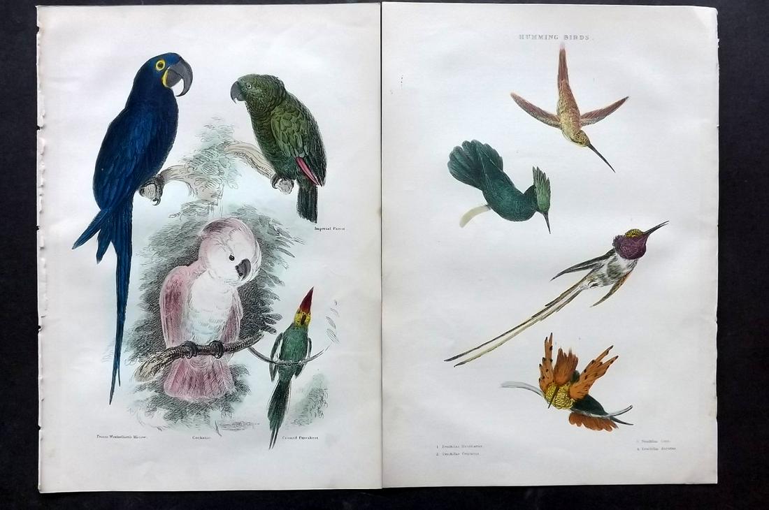 Cuvier, Baron 1886 Pair of HC Hummingbird & Parrots (1 of 2)