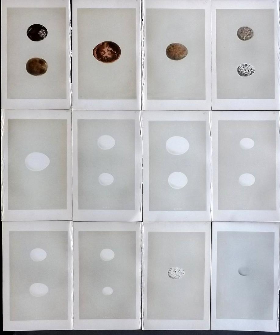 Morris, Francis 1866 Lot of 12 Bird Egg Prints: Woodblocks Published 1866, London for "A Natural History of the Nests and Eggs of British Birds" By the Rev. F. O. Morris, printed Benjamin Fawcett. Printed in colours and finished by hand. Lacking de
