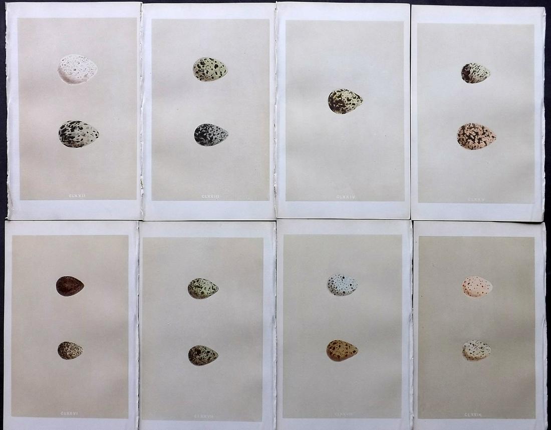Morris, Francis 1866 Lot of 8 Bird Egg Prints: Woodblocks Published 1866, London for "A Natural History of the Nests and Eggs of British Birds" By the Rev. F. O. Morris, printed Benjamin Fawcett. Printed in colours and finished by hand. With accom