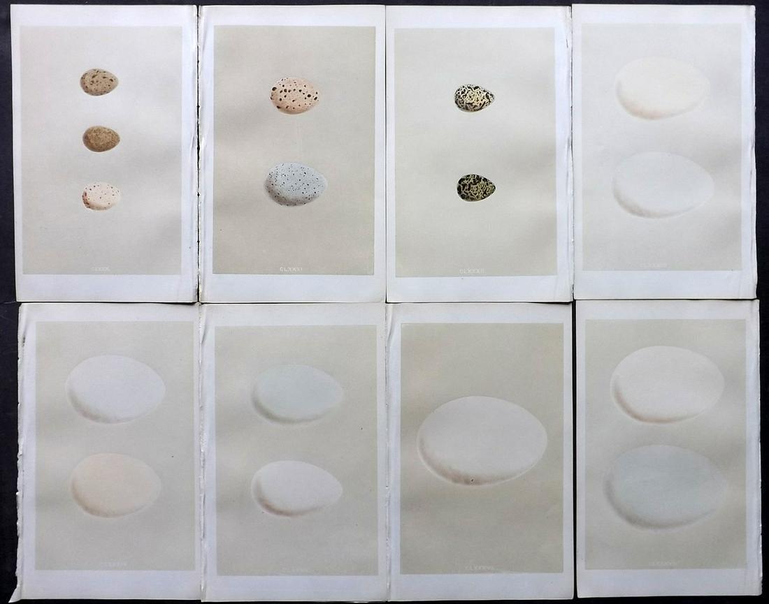 Morris, Francis 1866 Lot of 8 Bird Egg Prints: Woodblocks Published 1866, London for "A Natural History of the Nests and Eggs of British Birds" By the Rev. F. O. Morris, printed Benjamin Fawcett. Printed in colours and finished by hand. With accom