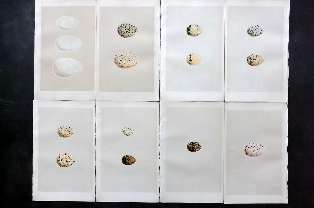 Morris, Francis 1866 Lot of 8 Bird Egg Prints: Woodblocks Published 1866, London for "A Natural History of the Nests and Eggs of British Birds" By the Rev. F. O. Morris, printed Benjamin Fawcett. Printed in colours and finished by hand. With accom