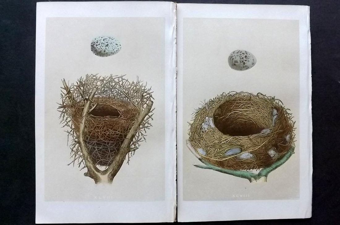Morris, Francis 1866 Pair of Nest Prints. Magpie etc: Woodblocks Published 1866, London for "A Natural History of the Nests and Eggs of British Birds" By the Rev. F. O. Morris, printed Benjamin Fawcett. Printed in colours and finished by hand. With accom