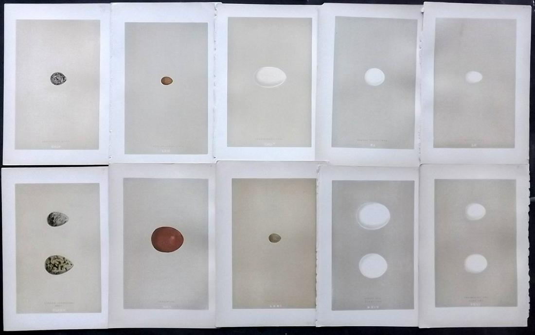 Morris, Francis 1896 Lot of 10 Bird Egg Prints: Woodblocks Published 1896, London for "A Natural History of the Nests and Eggs of British Birds" By the Rev. F. O. Morris, printed Benjamin Fawcett. Printed in colours and finished by hand. Paper Size