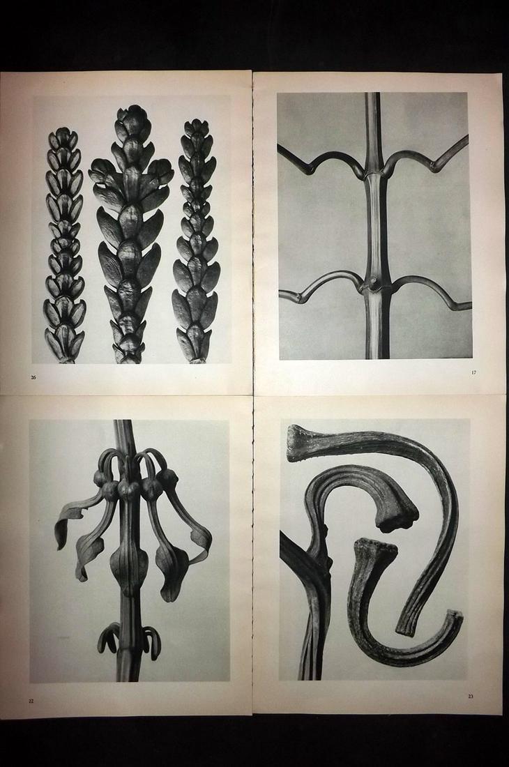 Blossfeldt, Karl 1936 Lot of 4 Botanical Prints: Photogravures Published 1936, Berlin for "Urformen der Kunst" by Karl Blossfeldt. Printed both sides, with no show through. Paper Size: 12.5 x 9.5 inch (32 x 24cm) Good Condition