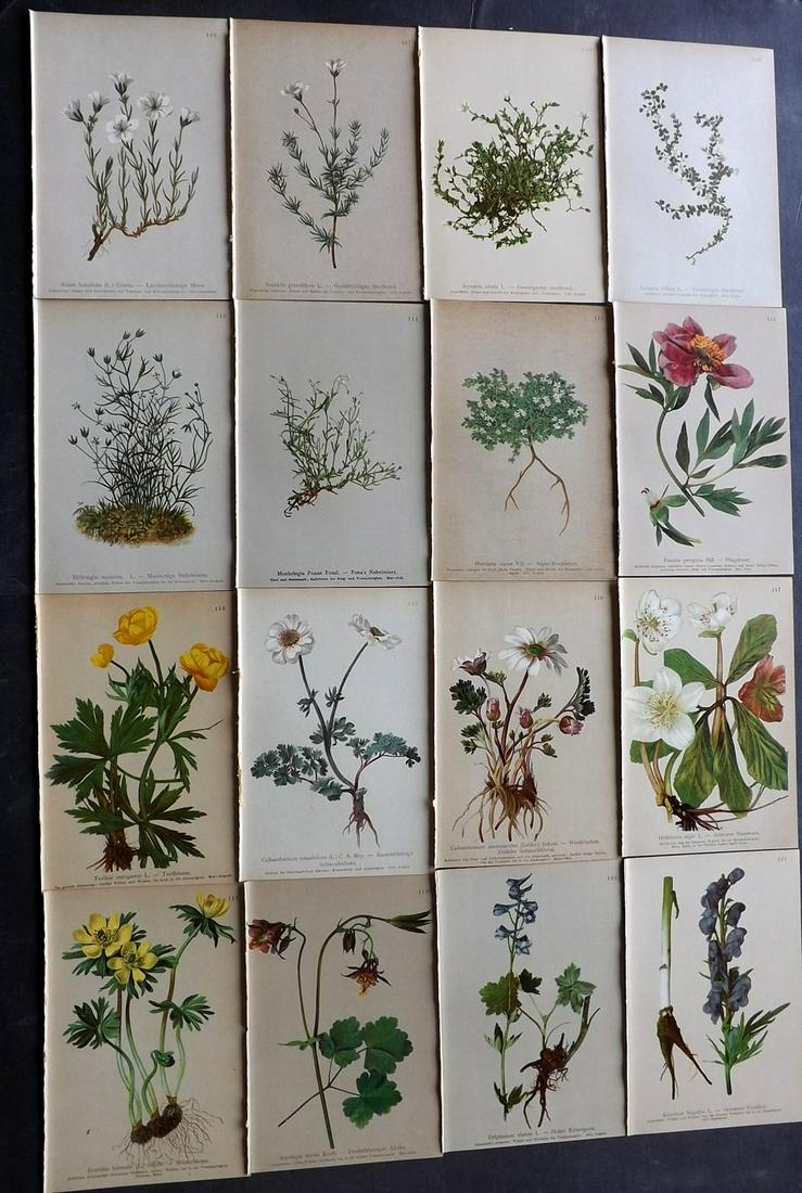 Hartinger, Anton 1897 Lot of 16 Botanical Prints: Chromolithographs Published 1897, Vienna for "Atlas der Alpenflora" by Anton Hartinger. Paper Size: 7.5 x 5 inch (19 x 13cm) Good Condition