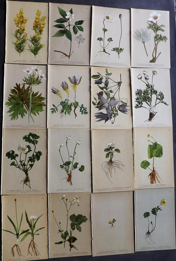 Hartinger, Anton 1897 Lot of 16 Botanical Prints: Chromolithographs Published 1897, Vienna for "Atlas der Alpenflora" by Anton Hartinger. Paper Size: 7.5 x 5 inch (19 x 13cm) Good Condition