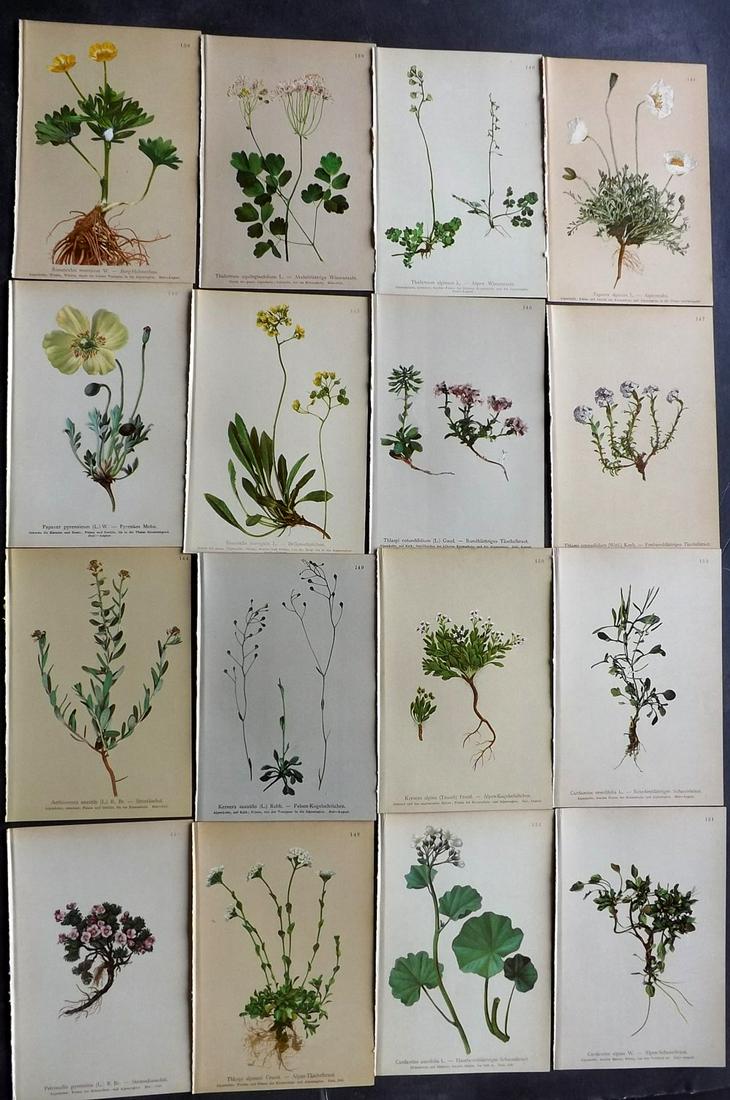 Hartinger, Anton 1897 Lot of 16 Botanical Prints: Chromolithographs Published 1897, Vienna for "Atlas der Alpenflora" by Anton Hartinger. Paper Size: 7.5 x 5 inch (19 x 13cm) Good Condition