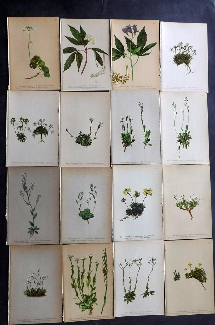 Hartinger, Anton 1897 Lot of 16 Botanical Prints: Chromolithographs Published 1897, Vienna for "Atlas der Alpenflora" by Anton Hartinger. Paper Size: 7.5 x 5 inch (19 x 13cm) Good Condition