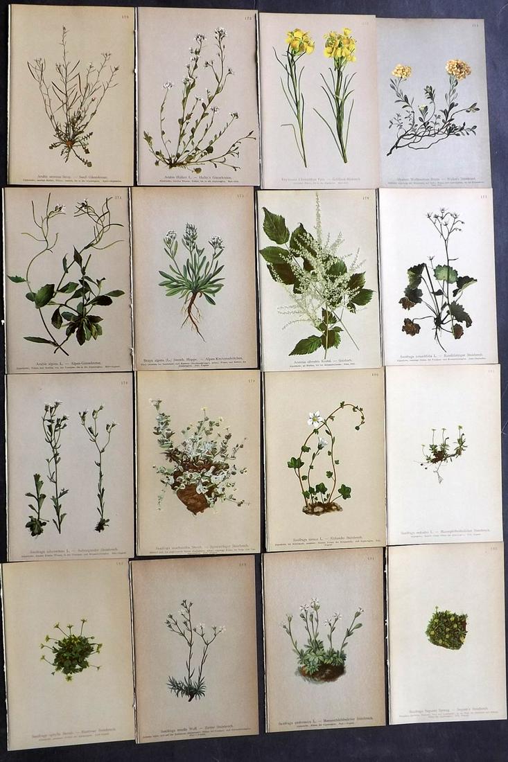 Hartinger, Anton 1897 Lot of 16 Botanical Prints: Chromolithographs Published 1897, Vienna for "Atlas der Alpenflora" by Anton Hartinger. Paper Size: 7.5 x 5 inch (19 x 13cm) Good Condition