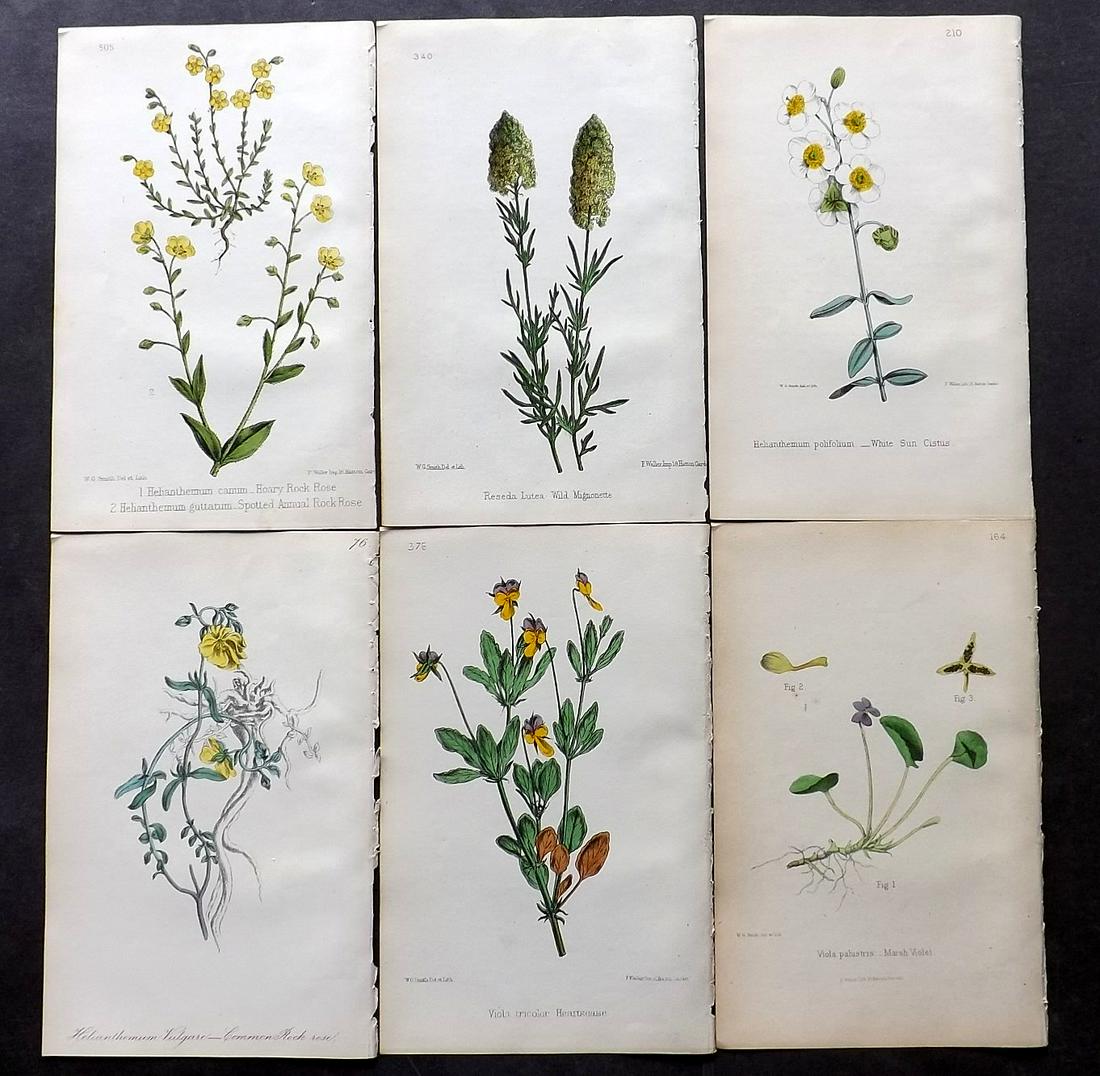 Hogg & Johnson C1870 Lot of 12 HCol Botanical Prints: Hand Coloured Lithographs Published 1863-1880, London for "The Wild Flowers of Great Britain" by Robert Hogg & George W. Johnson. Paper Size: 9 x 5.5 inch (23 x 14cm) Good Condition
