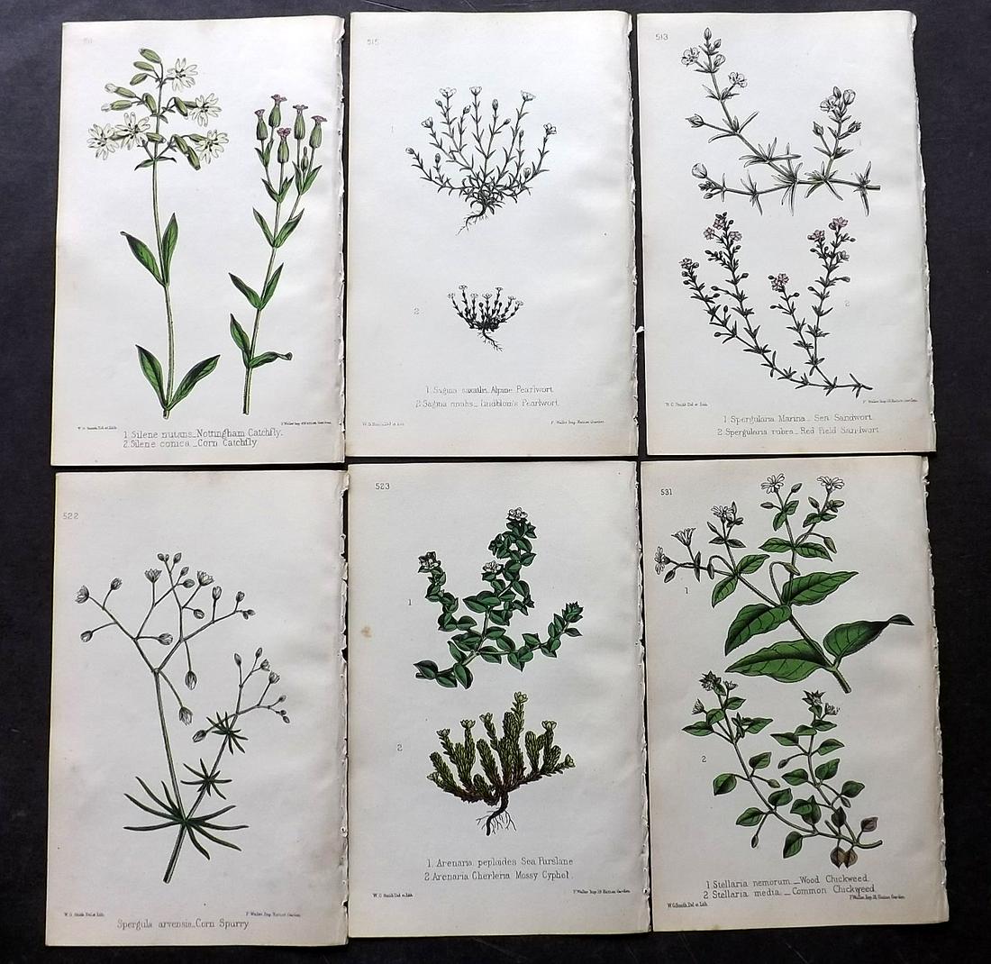 Hogg & Johnson C1870 Lot of 12 HCol Botanical Prints: Hand Coloured Lithographs Published 1863-1880, London for "The Wild Flowers of Great Britain" by Robert Hogg & George W. Johnson. Paper Size: 9 x 5.5 inch (23 x 14cm) Good Condition