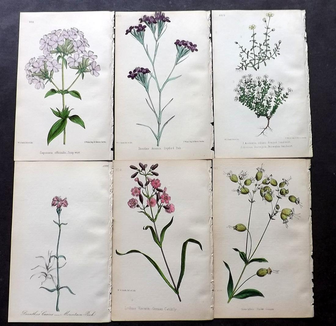 Hogg & Johnson C1870 Lot of 12 HCol Botanical Prints: Hand Coloured Lithographs Published 1863-1880, London for "The Wild Flowers of Great Britain" by Robert Hogg & George W. Johnson. Paper Size: 9 x 5.5 inch (23 x 14cm) Good Condition