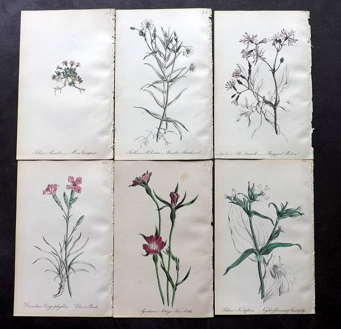 Hogg & Johnson C1870 Lot of 12 HCol Botanical Prints: Hand Coloured Lithographs Published 1863-1880, London for "The Wild Flowers of Great Britain" by Robert Hogg & George W. Johnson. Paper Size: 9 x 5.5 inch (23 x 14cm) Good Condition