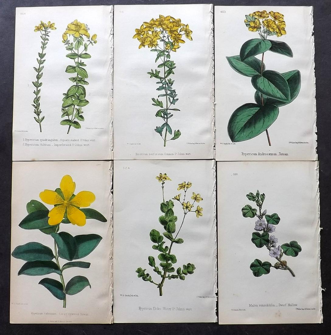 Hogg & Johnson C1870 Lot of 12 HCol Botanical Prints: Hand Coloured Lithographs Published 1863-1880, London for "The Wild Flowers of Great Britain" by Robert Hogg & George W. Johnson. Paper Size: 9 x 5.5 inch (23 x 14cm) Good Condition