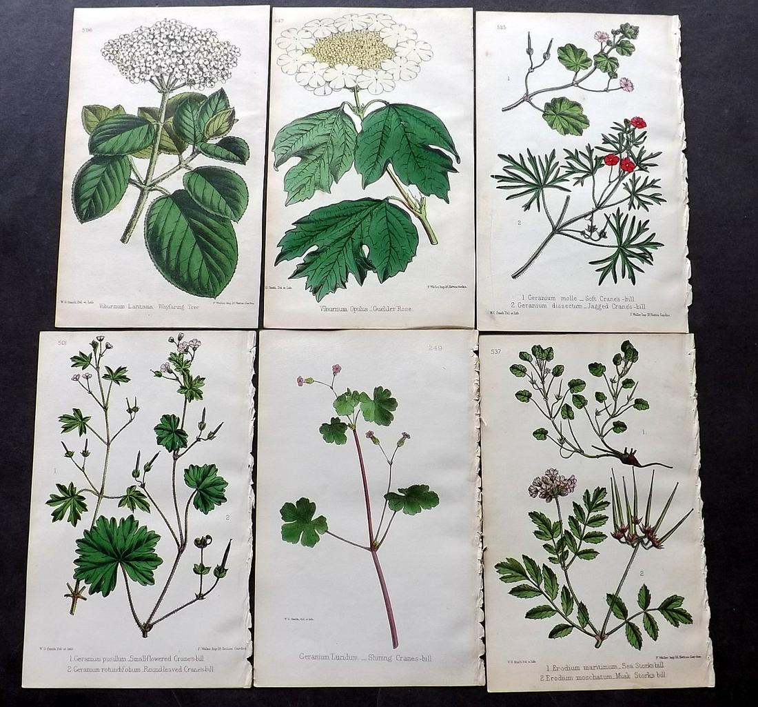 Hogg & Johnson C1870 Lot of 12 HCol Botanical Prints: Hand Coloured Lithographs Published 1863-1880, London for "The Wild Flowers of Great Britain" by Robert Hogg & George W. Johnson. Paper Size: 9 x 5.5 inch (23 x 14cm) Good Condition