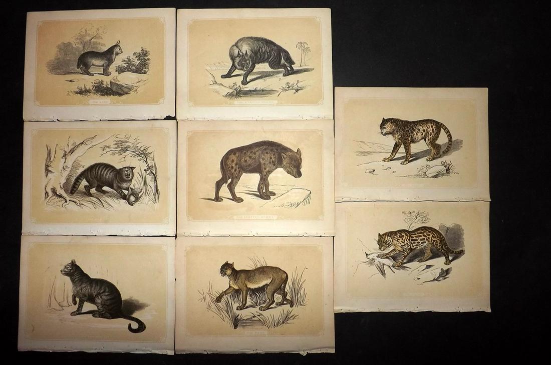 Bicknell, W. I. 1851 Lot of 8 Prints. Big Cats etc (1 of 2)