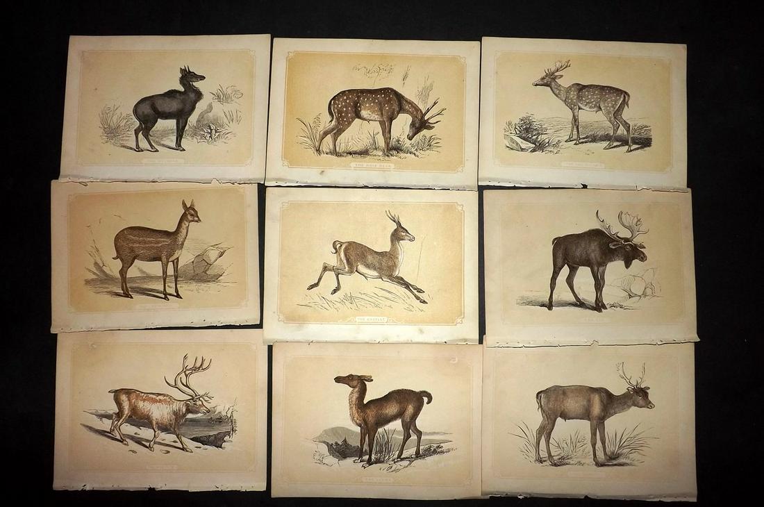Bicknell, W. I. 1851 Lot of 14 Prints. Deer, Antelope (1 of 2)
