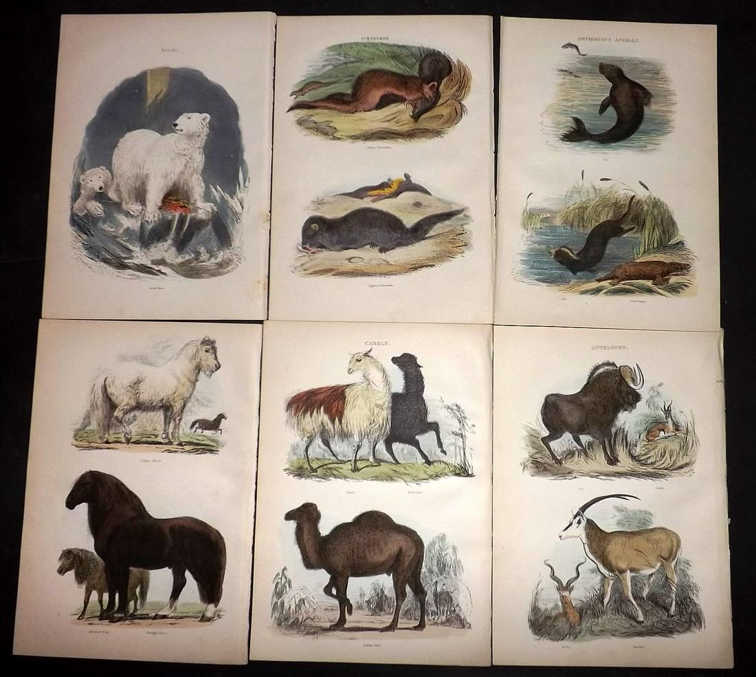 Cuvier, Baron 1886 Lot 14 HCol Natural History Prints (1 of 3)