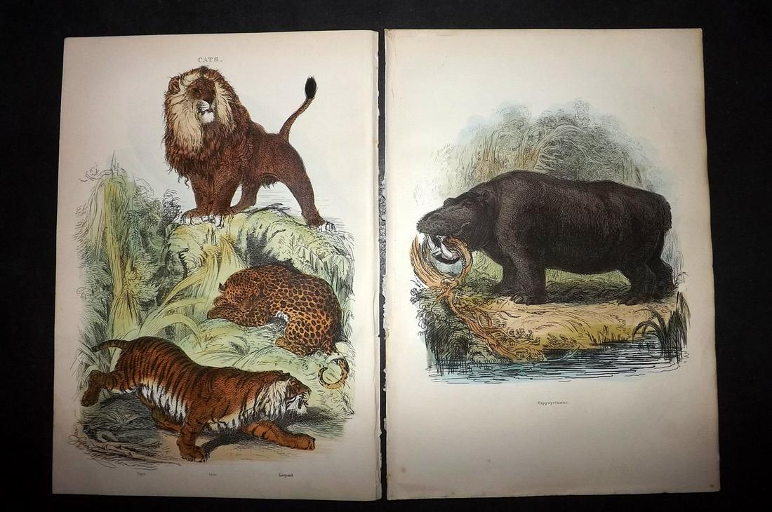 Cuvier, Baron 1886 Lot 3 HC Prints. Lion, Hippo, Rhino (1 of 2)