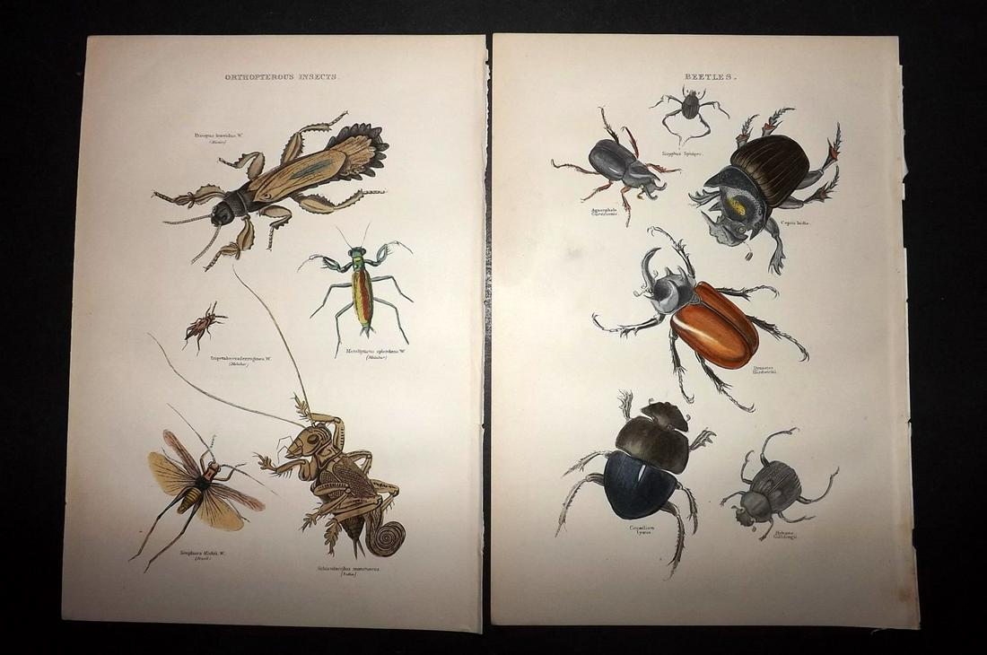 Cuvier, Baron 1886 Lot 3 HC Prints. Insects Butterflies (1 of 2)