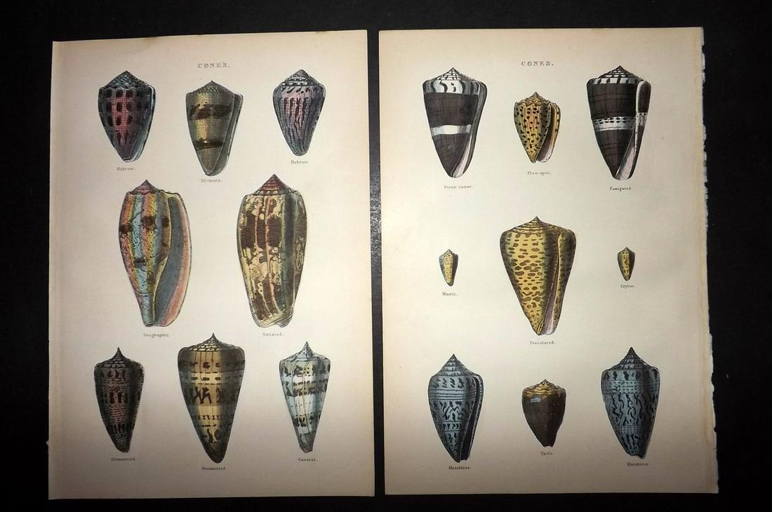 Cuvier, Baron 1886 Lot of 3 Hand Col Prints. Shells (1 of 2)
