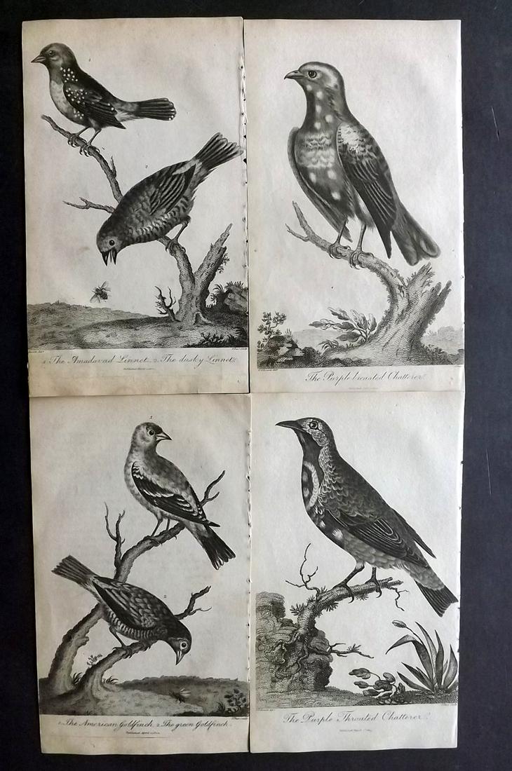 After George Edwards C1800 Lot of 4 Bird Prints: Copper Plates Published 1794-1810, London for "A Genuine and Universal System of Natural History" by Carl Linnaeus and Ebenezer Sibly. Illustrated after George Edwards, Bloch, Knorr, Buffon, Gmelin an