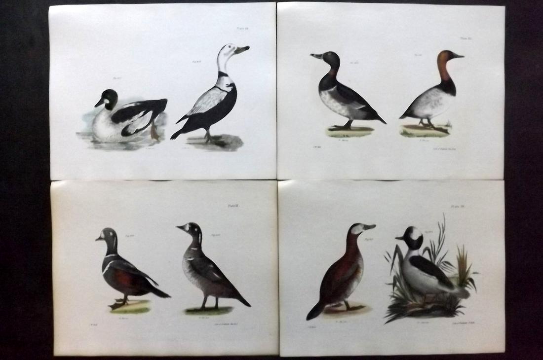 de Kay, James 1844 Lot of 4 HCol New York Bird Prints: Hand Colored Lithographs Published 1844, New York for "Zoology of New York; or, The New York Fauna" Part of the "Natural History of New York" Series by James E. de Kay. Names of birds neatly written i
