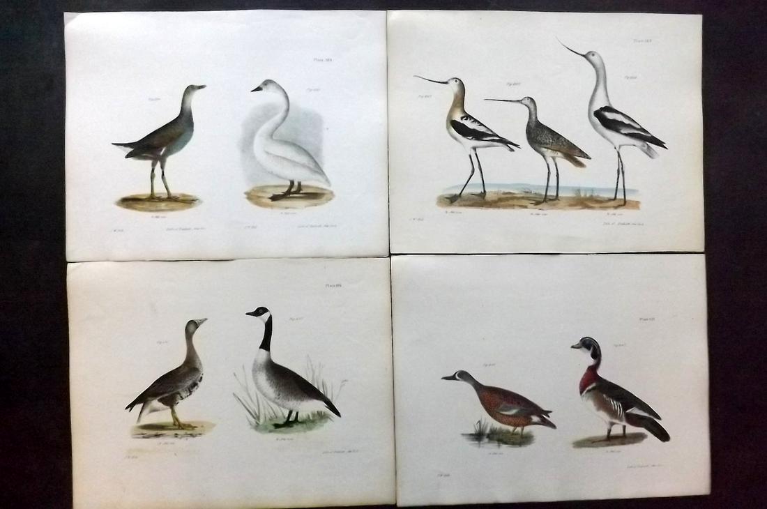 de Kay, James 1844 Lot of 4 HCol New York Bird Prints: Hand Colored Lithographs Published 1844, New York for "Zoology of New York; or, The New York Fauna" Part of the "Natural History of New York" Series by James E. de Kay. Names of birds neatly written i