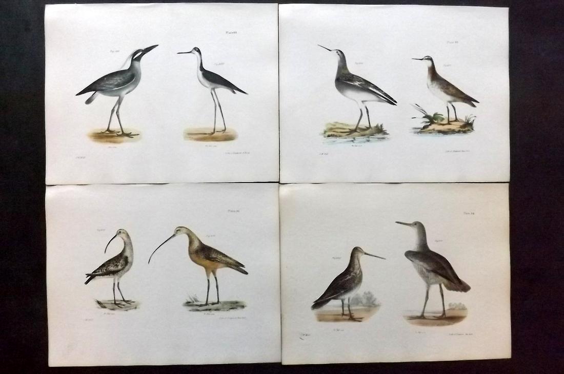 de Kay, James 1844 Lot of 4 HCol New York Bird Prints: Hand Colored Lithographs Published 1844, New York for "Zoology of New York; or, The New York Fauna" Part of the "Natural History of New York" Series by James E. de Kay. Names of birds neatly written i