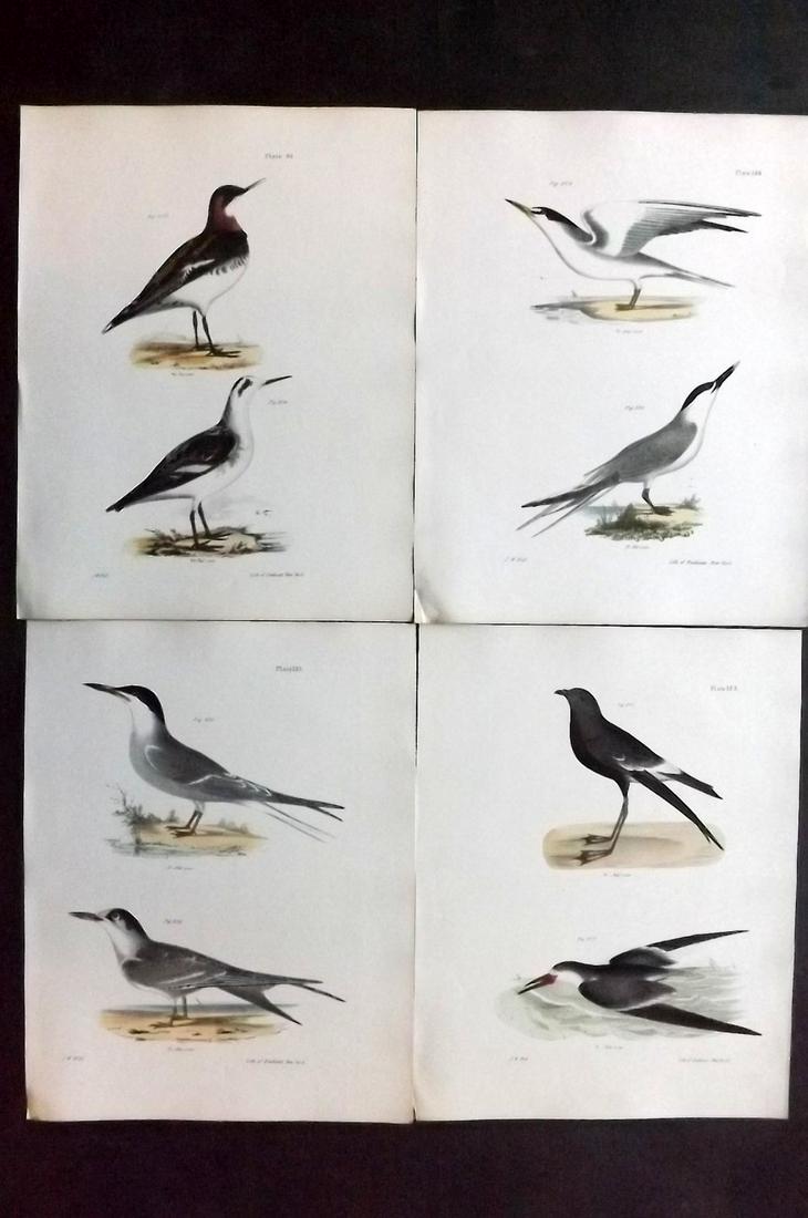 de Kay, James 1844 Lot of 4 HCol New York Bird Prints: Hand Colored Lithographs Published 1844, New York for "Zoology of New York; or, The New York Fauna" Part of the "Natural History of New York" Series by James E. de Kay. Names of birds neatly written i