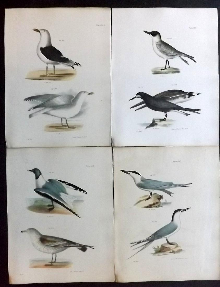 de Kay, James 1844 Lot of 4 HCol New York Bird Prints: Hand Colored Lithographs Published 1844, New York for "Zoology of New York; or, The New York Fauna" Part of the "Natural History of New York" Series by James E. de Kay. Names of birds neatly written i