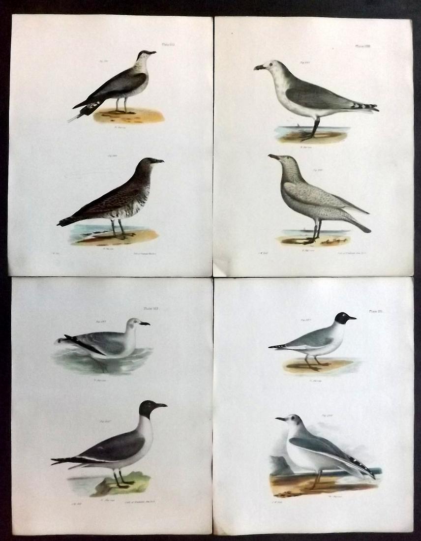 de Kay, James 1844 Lot of 4 HCol New York Bird Prints: Hand Colored Lithographs Published 1844, New York for "Zoology of New York; or, The New York Fauna" Part of the "Natural History of New York" Series by James E. de Kay. Names of birds neatly written i