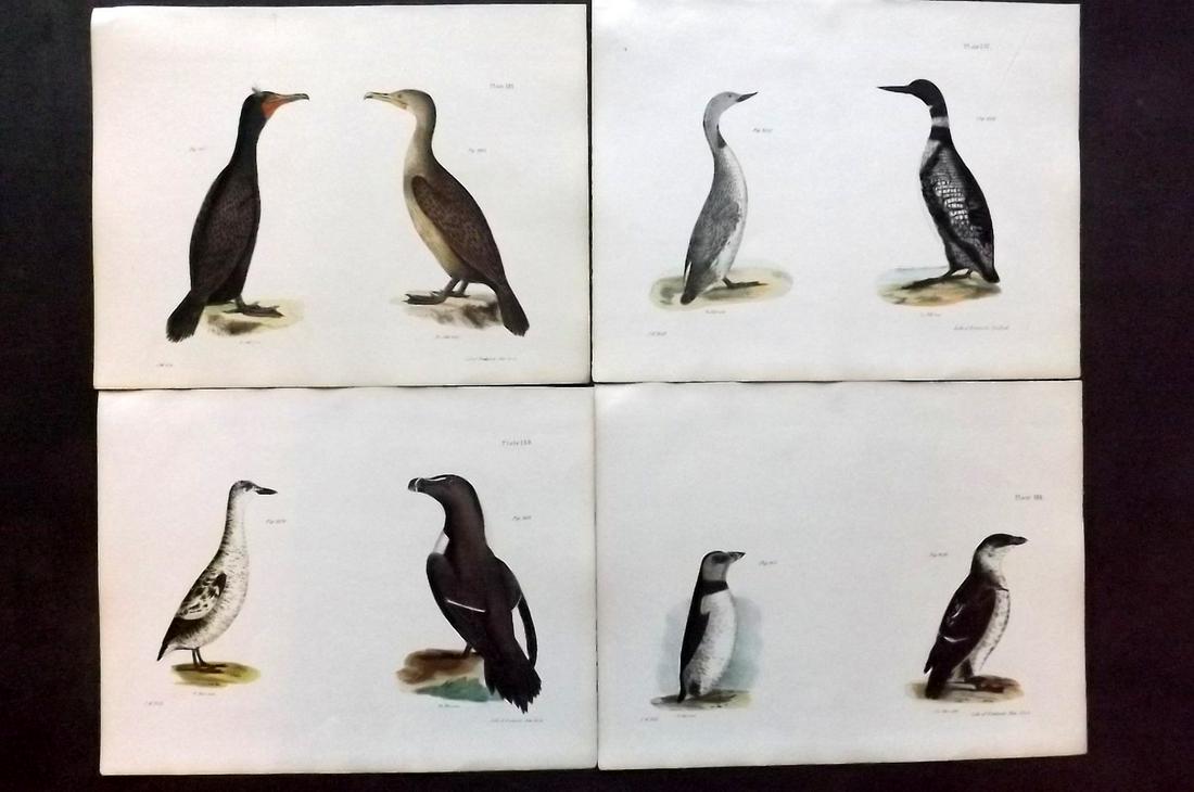 de Kay, James 1844 Lot of 4 HCol New York Bird Prints: Hand Colored Lithographs Published 1844, New York for "Zoology of New York; or, The New York Fauna" Part of the "Natural History of New York" Series by James E. de Kay. Names of birds neatly written i