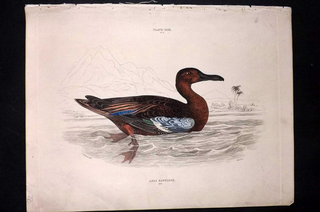 Jardine & Selby C1840 Magellanic Blue Winged Teal: Hand Coloured Etching Published 1826-43 by Lizars, Edinburgh for "Illustrations of Ornithology" by William Jardine & Prideaux John Selby. Illustrated by the Authors, Edward Lear, John Gould, J. Thomps