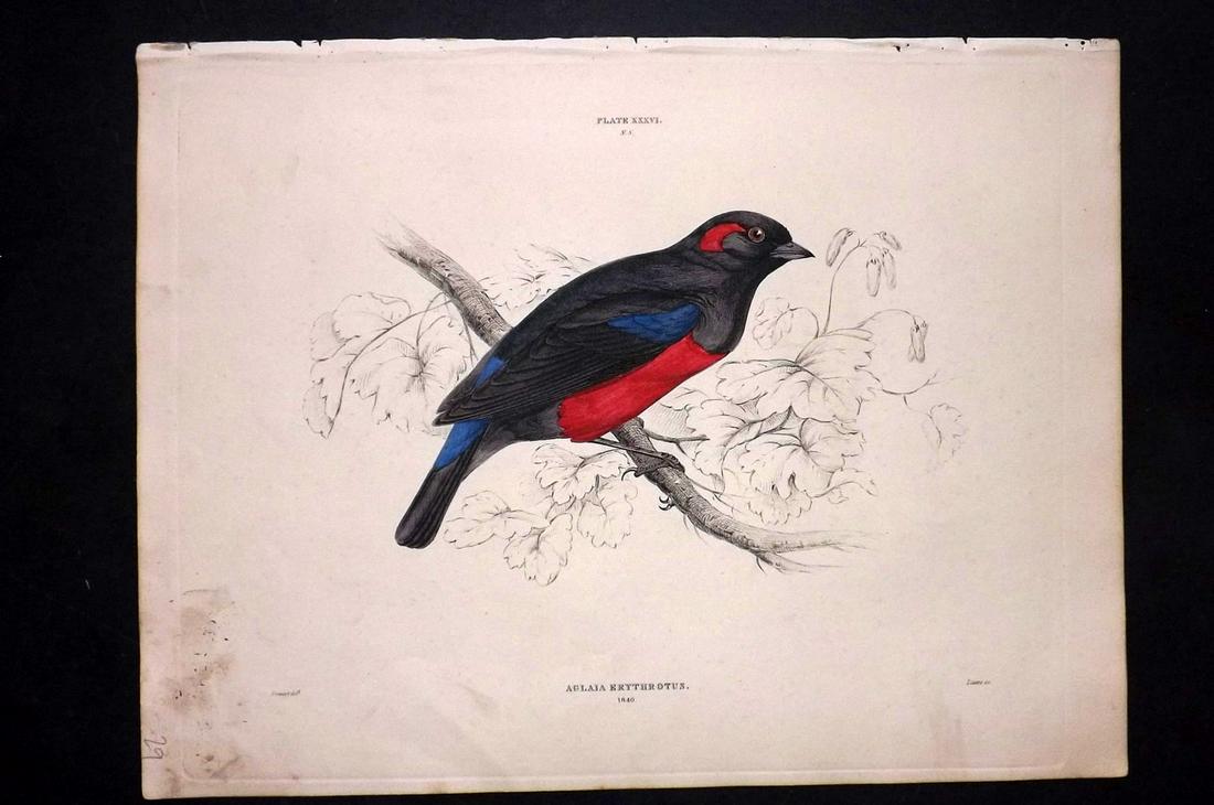 Jardine & Selby C1840 HC Bird. Crimson-Eared Aglaia: Hand Coloured Etching Published 1826-43 by Lizars, Edinburgh for "Illustrations of Ornithology" by William Jardine & Prideaux John Selby. Illustrated by the Authors, Edward Lear, John Gould, J. Thomps