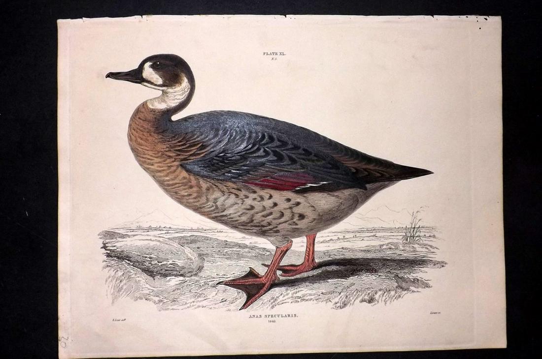 Jardine & Selby C1840 Bronze-Winged Duck. Lear: Hand Coloured Etching Published 1826-43 by Lizars, Edinburgh for "Illustrations of Ornithology" by William Jardine & Prideaux John Selby. Illustrated by the Authors, Edward Lear, John Gould, J. Thomps