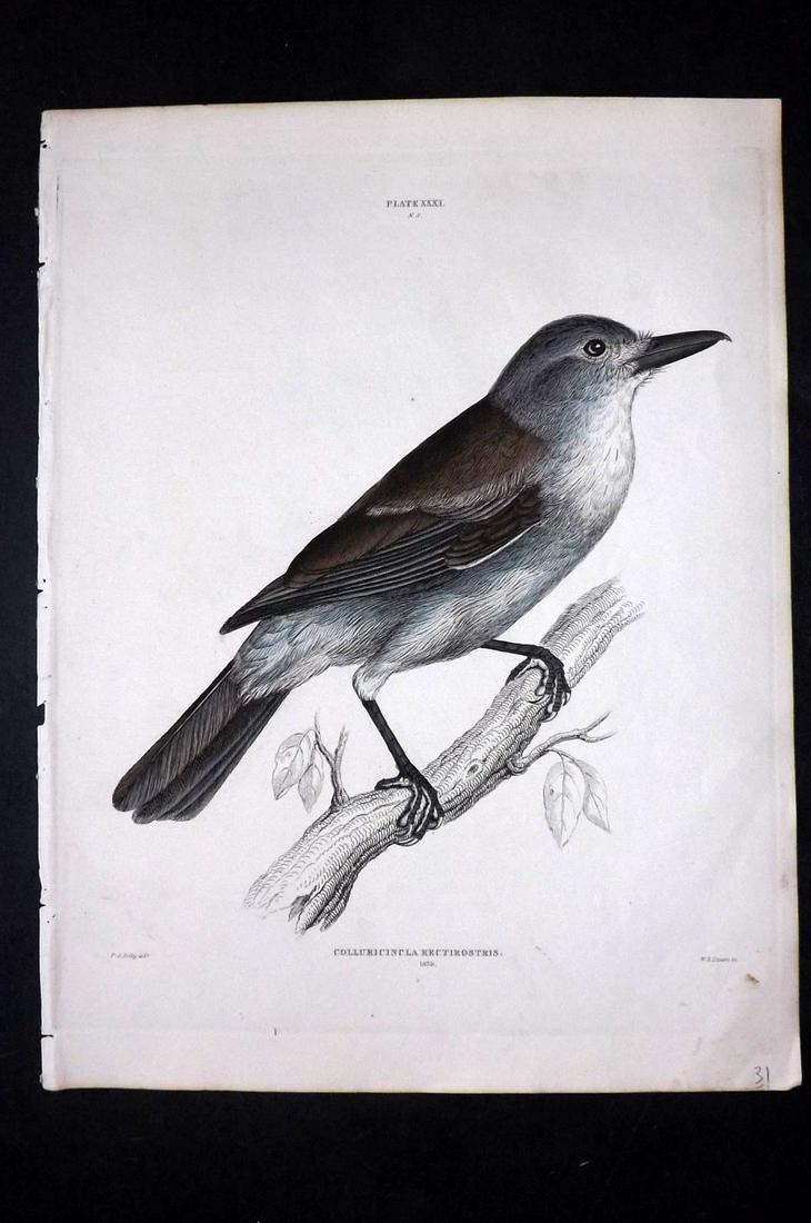 Jardine & Selby C1840 Thrush Shrike. Tasmania Australia: Hand Coloured Etching Published 1826-43 by Lizars, Edinburgh for "Illustrations of Ornithology" by William Jardine & Prideaux John Selby. Illustrated by the Authors, Edward Lear, John Gould, J. Thomps