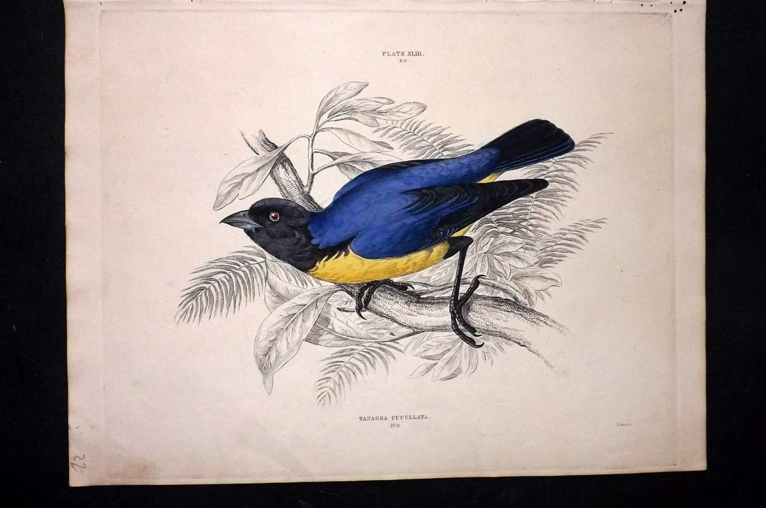 Jardine & Selby C1840 HC Bird. Blue Hooded-Tanager: Hand Coloured Etching Published 1826-43 by Lizars, Edinburgh for "Illustrations of Ornithology" by William Jardine & Prideaux John Selby. Illustrated by the Authors, Edward Lear, John Gould, J. Thomps