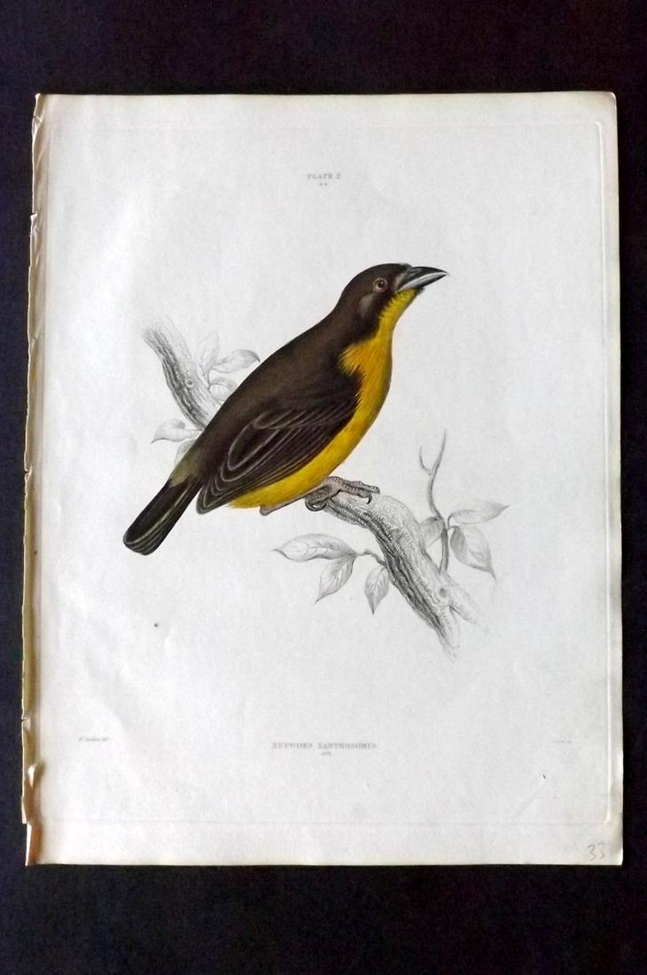 Jardine & Selby C1840 HC Bird. Eupodes Xanthosomus: Hand Coloured Etching Published 1826-43 by Lizars, Edinburgh for "Illustrations of Ornithology" by William Jardine & Prideaux John Selby. Illustrated by the Authors, Edward Lear, John Gould, J. Thomps