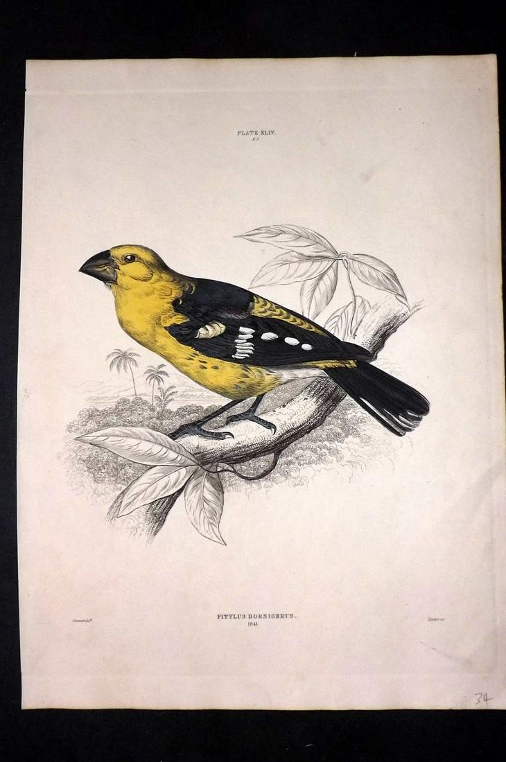 Jardine & Selby C1840 Bird. Black-Backed Yellow Pitylus: Hand Coloured Etching Published 1826-43 by Lizars, Edinburgh for "Illustrations of Ornithology" by William Jardine & Prideaux John Selby. Illustrated by the Authors, Edward Lear, John Gould, J. Thomps