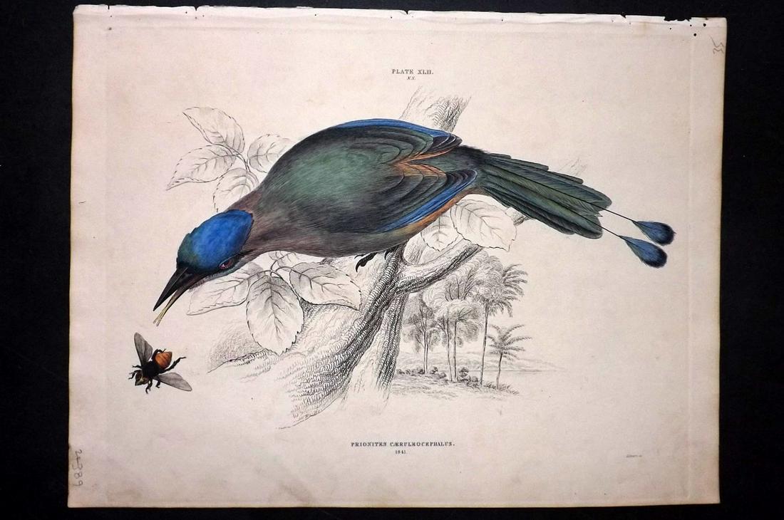Jardine & Selby C1840 HC Bird. Blue Headed Motmot: Hand Coloured Etching Published 1826-43 by Lizars, Edinburgh for "Illustrations of Ornithology" by William Jardine & Prideaux John Selby. Illustrated by the Authors, Edward Lear, John Gould, J. Thomps