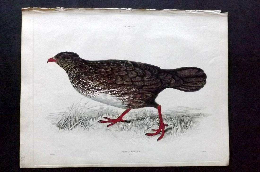 Jardine & Selby C1840 Brown Rock Partride. Edward Lear: Hand Coloured Etching Published 1826-43 by Lizars, Edinburgh for "Illustrations of Ornithology" by William Jardine & Prideaux John Selby. Illustrated by the Authors, Edward Lear, John Gould, J. Thomps