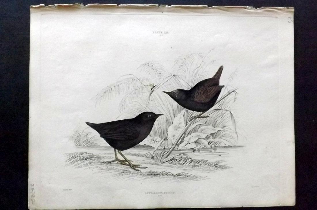 Jardine & Selby C1840 HC Bird. Dusky Tapaculo. Gould: Hand Coloured Etching Published 1826-43 by Lizars, Edinburgh for "Illustrations of Ornithology" by William Jardine & Prideaux John Selby. Illustrated by the Authors, Edward Lear, John Gould, J. Thomps
