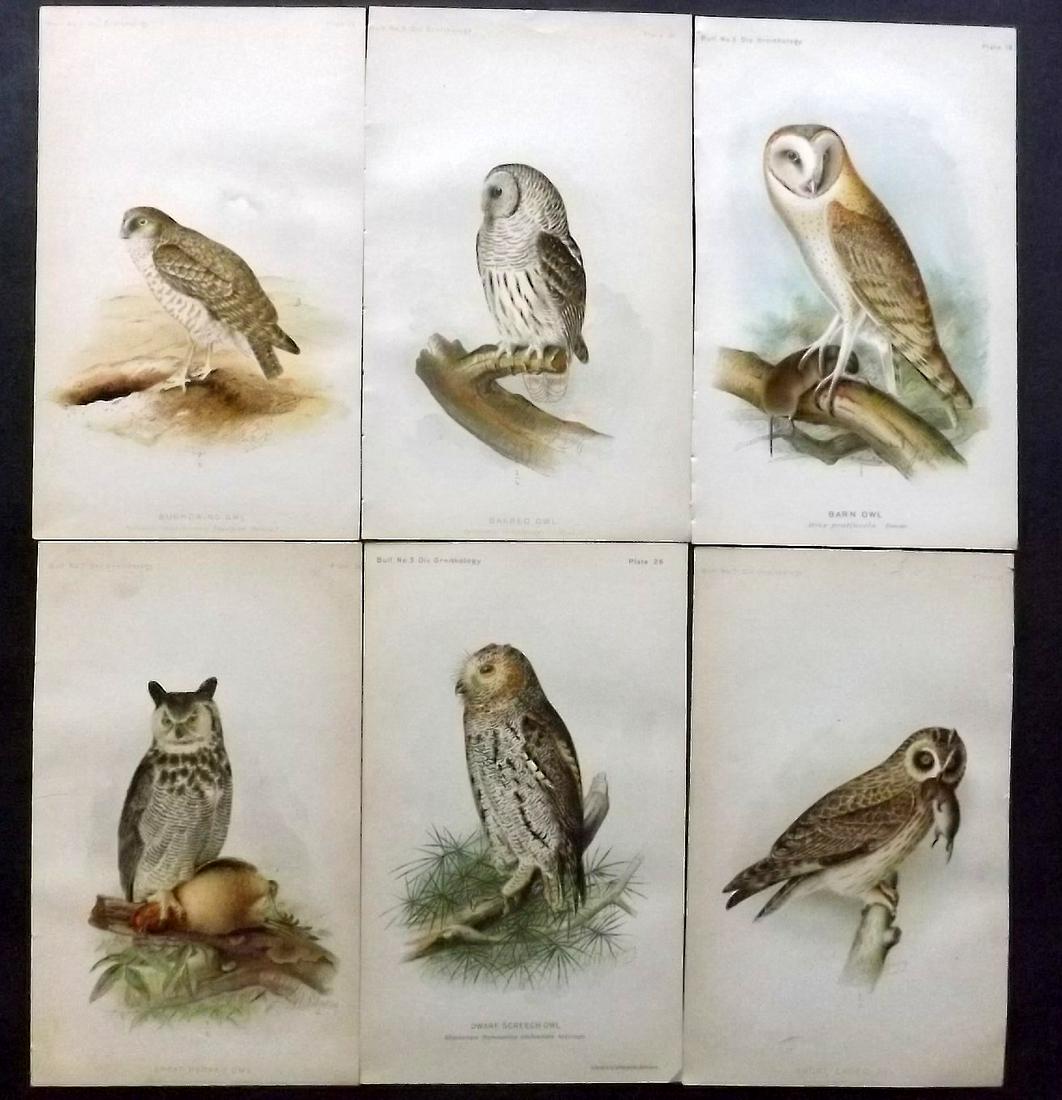 Ridgway, John 1893 Lot of 6 USA Bird Prints. Owls: Chromolithogaph Published 1893 by the U. S. Department of Agriculture, Washington for "The Hawks and Owls of the United States" by C. Hart Merriam and A. K. Fisher. Illustrated by John L. Ridgway. Pap