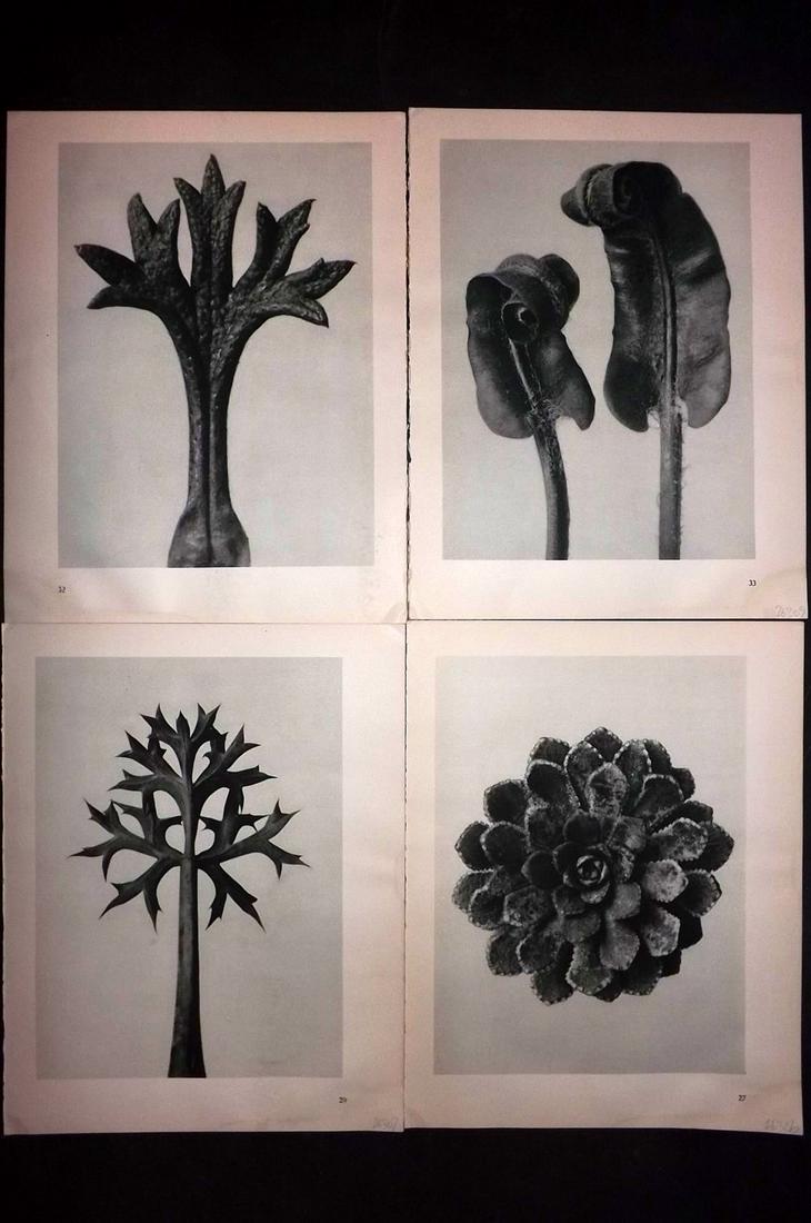 Blossfeldt, Karl 1936 Lot of 4 Botanical Prints (1 of 2)
