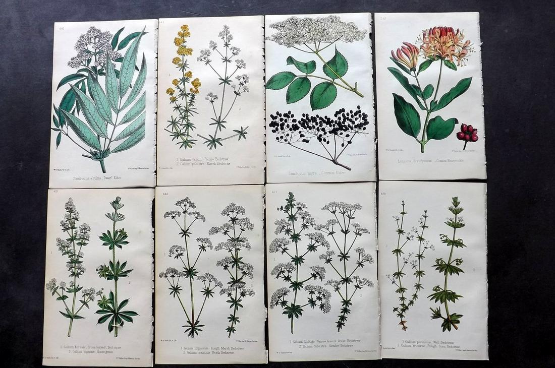Hogg & Johnson C1870 Lot of 12 HCol Botanical Prints: Hand Coloured Lithographs Published 1863-1880, London for "The Wild Flowers of Great Britain" by Robert Hogg & George W. Johnson. Paper Size: 9 x 5.5 inch (23 x 14cm) Good Condition