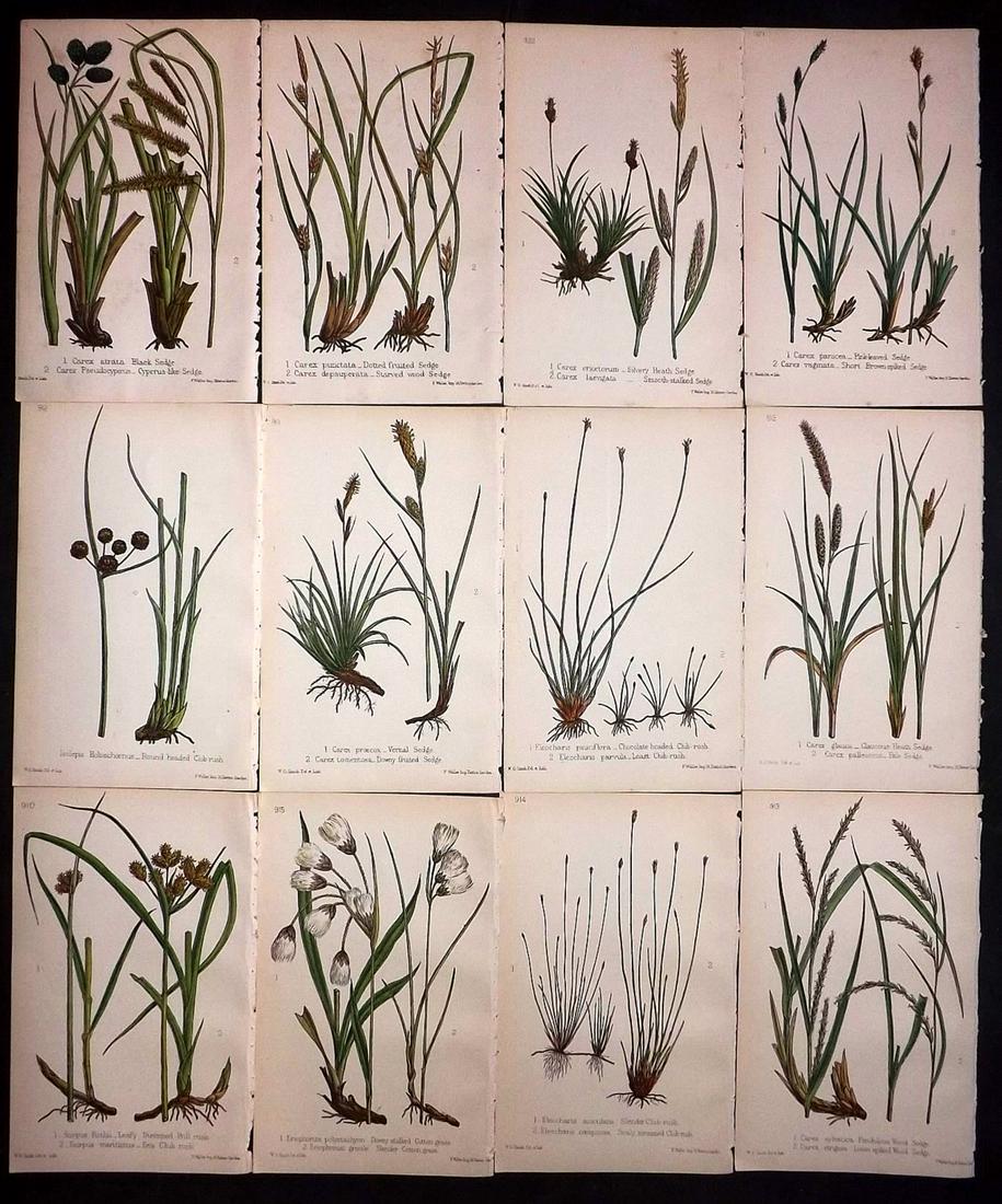 Hogg & Johnson C1870 Lot of 12 HCol Botanical Prints: Hand Coloured Lithographs Published 1863-1880, London for "The Wild Flowers of Great Britain" by Robert Hogg & George W. Johnson. Paper Size: 9 x 5.5 inch (23 x 14cm) Good Condition